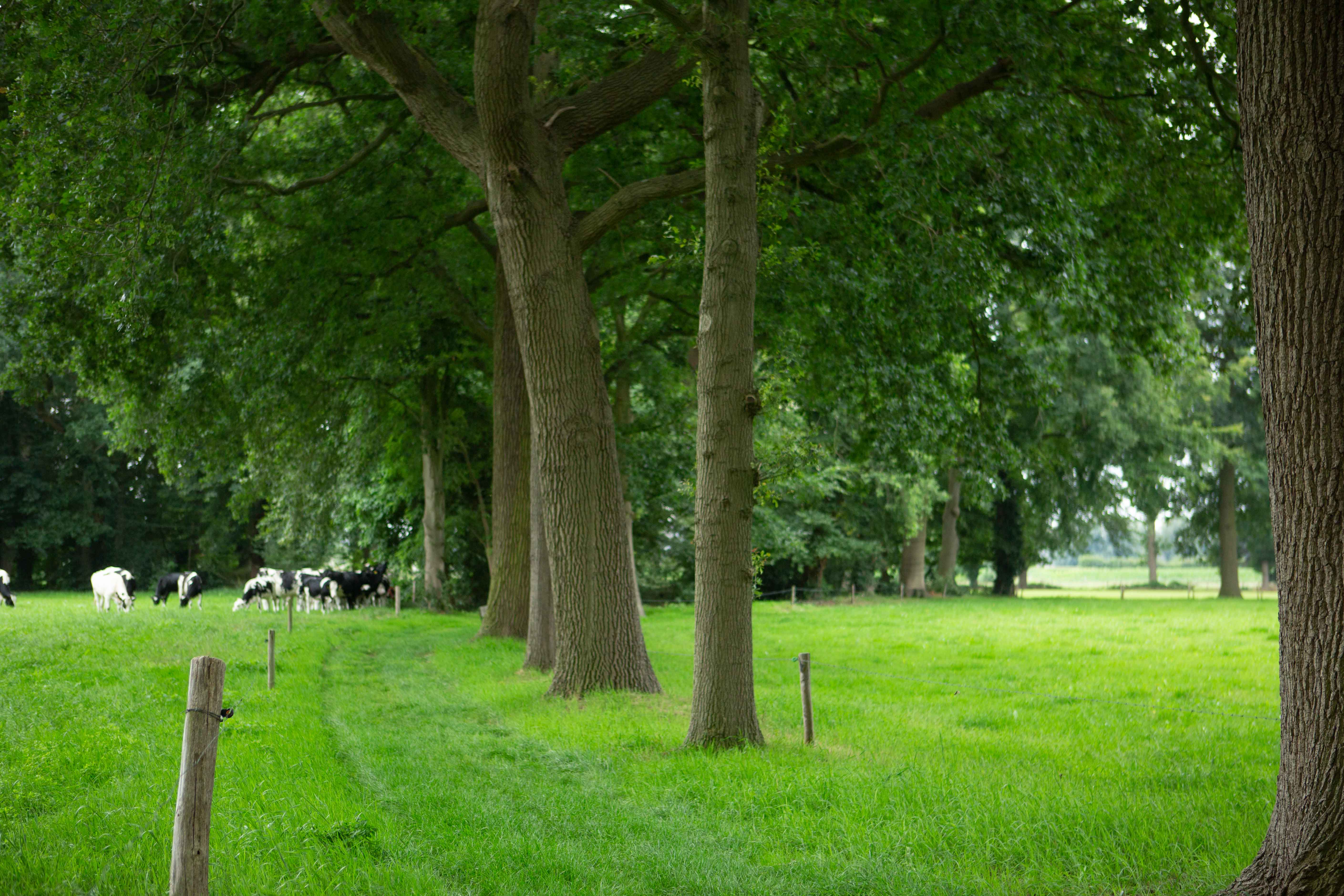 Helvoirt%20groener